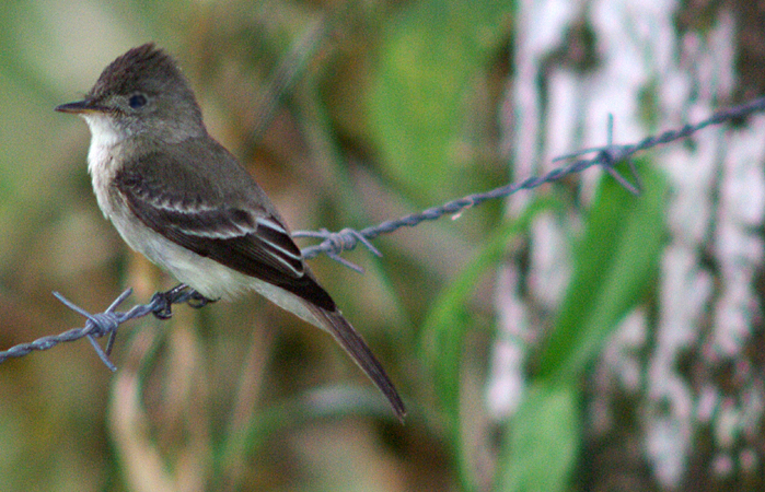 Photo (1): Tropical Pewee