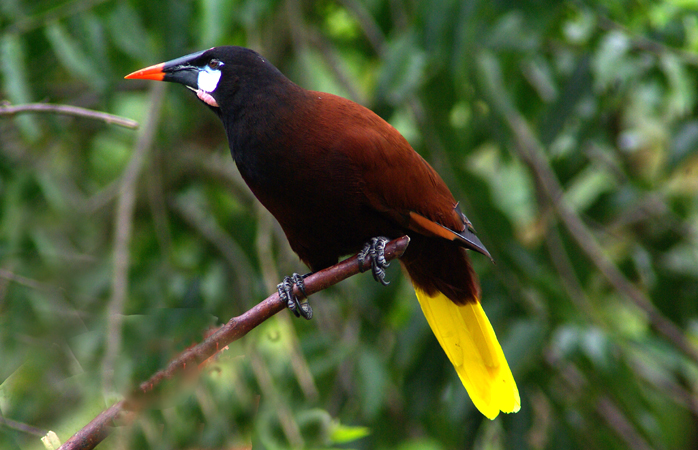 Photo (7): Montezuma Oropendola