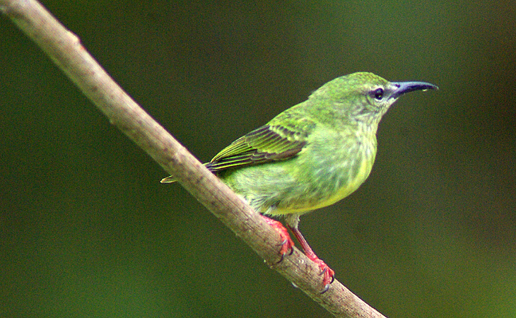 Photo (2): Red-legged Honeycreeper