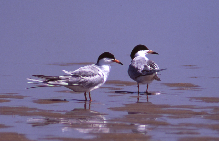 Photo (3): Forster's Tern