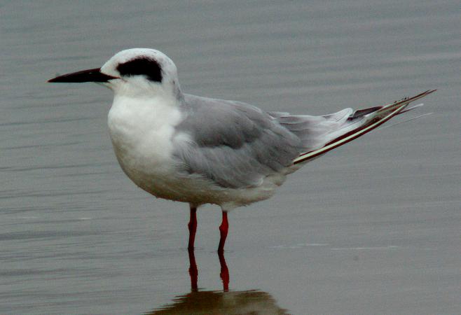Photo (8): Forster's Tern