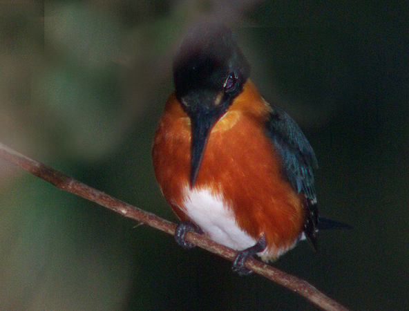 Photo (9): American Pygmy Kingfisher