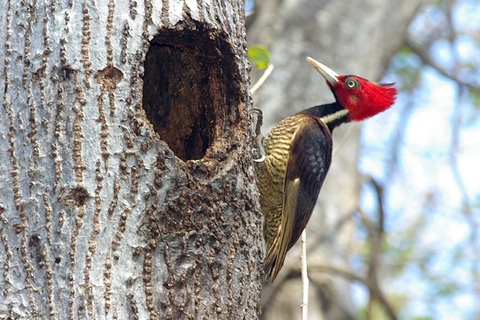 Photo (2): Pale-billed Woodpecker