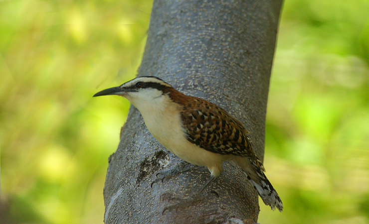Photo (11): Rufous-naped Wren