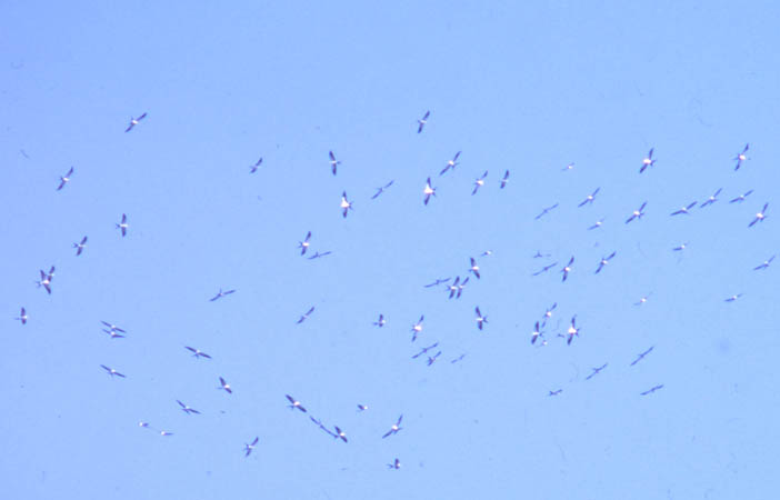 Photo (4): Swallow-tailed Kite