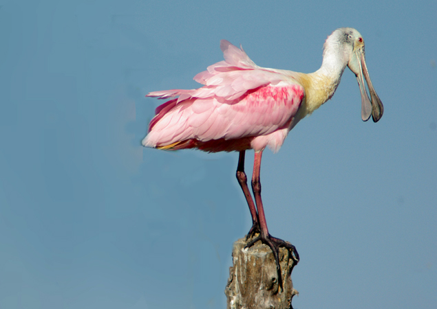 Photo (4): Roseate Spoonbill