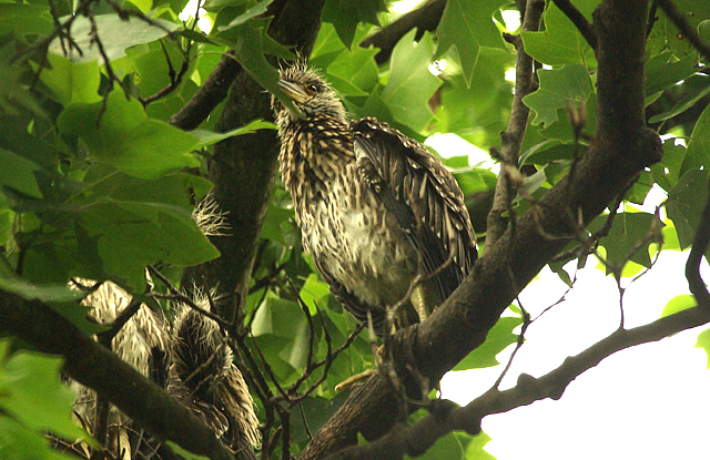Photo (22): Yellow-crowned Night-Heron