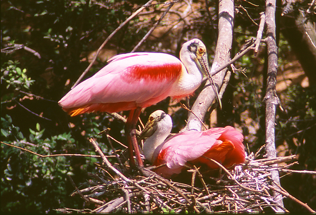 Photo (19): Roseate Spoonbill