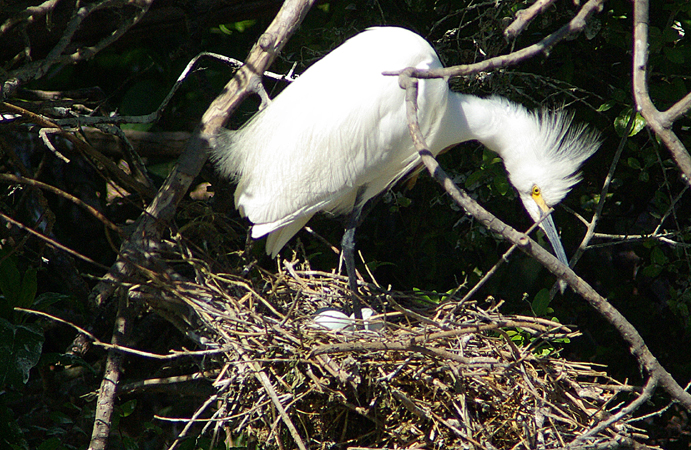 Photo (22): Snowy Egret