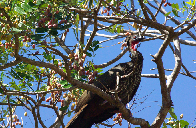 Photo (15): Crested Guan