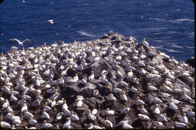 Photo (20): Northern Gannet