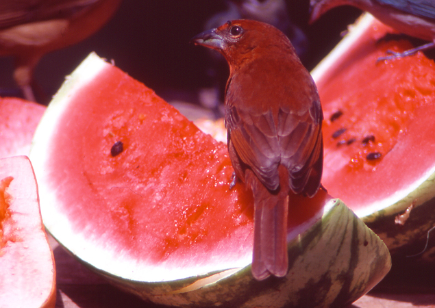Photo (21): Hepatic Tanager