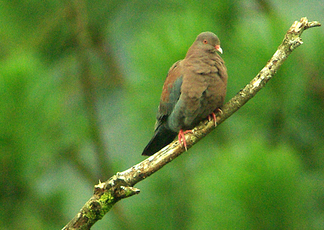 Photo (1): Red-billed Pigeon