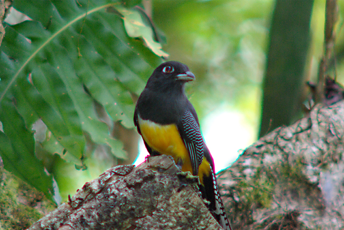 Photo (5): Gartered Trogon