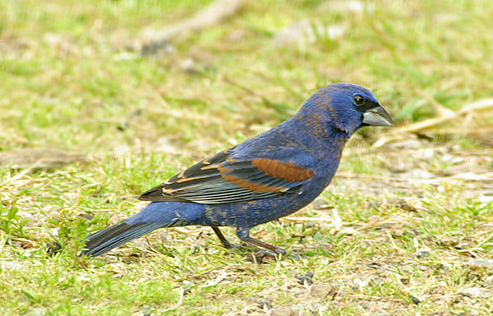 Photo (7): Blue Grosbeak