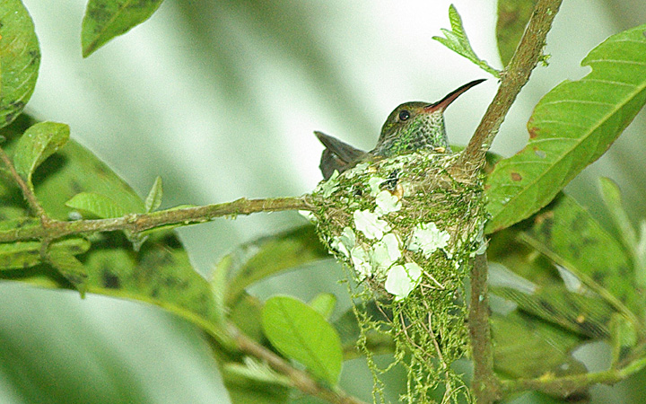 Photo (2): Rufous-tailed Hummingbird
