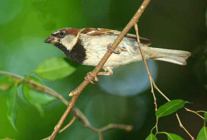 Photo (6): House Sparrow