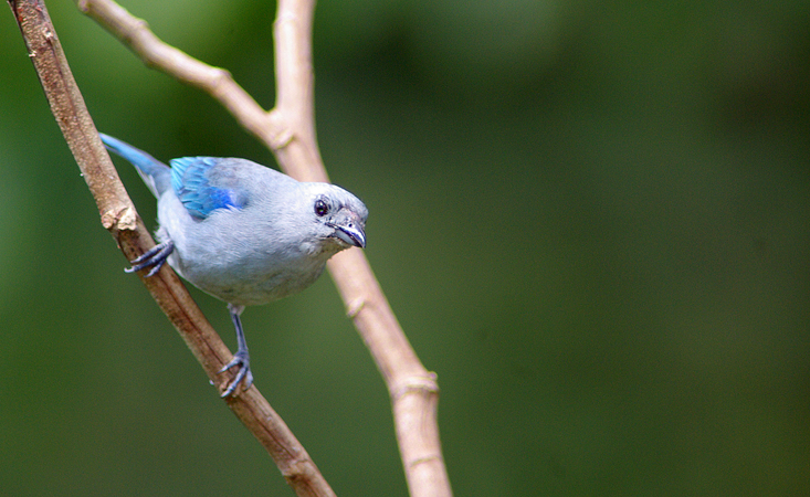 Photo (1): Blue-gray Tanager