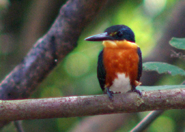 Photo (5): American Pygmy Kingfisher