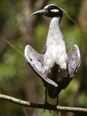 Photo (17): Yellow-crowned Night-Heron