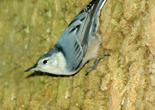 Photo (7): White-breasted Nuthatch