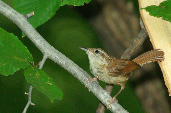 Photo (15): Carolina Wren