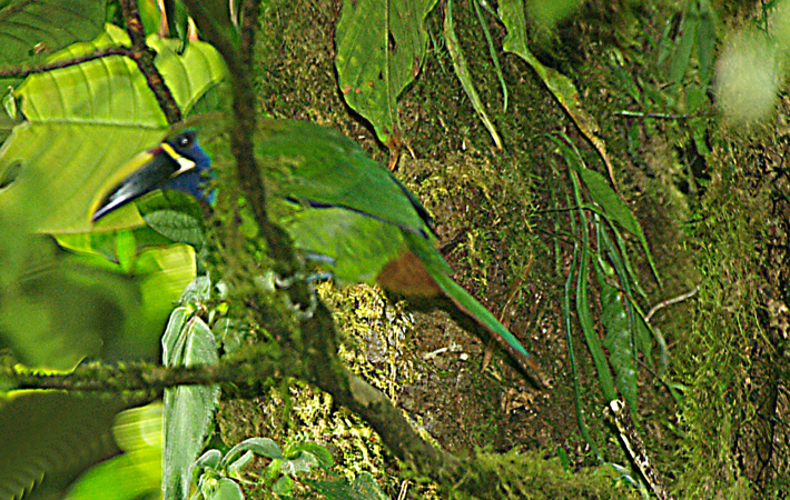 Photo (12): Emerald Toucanet