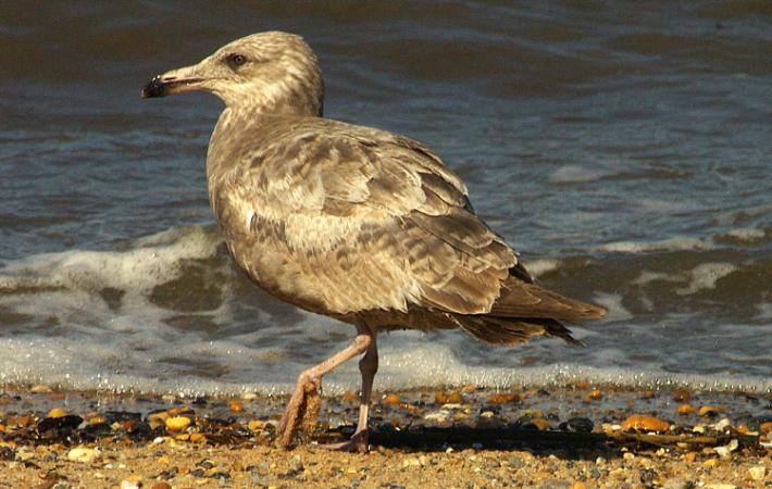 Photo (18): Herring Gull