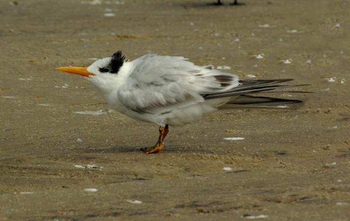 Photo (14): Royal Tern