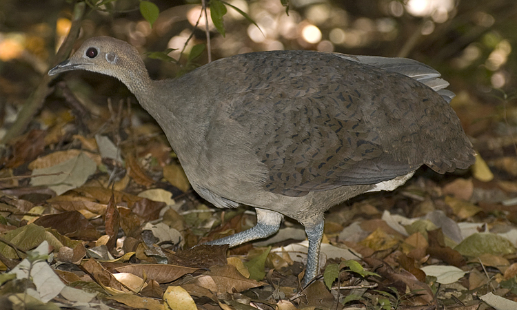 Photo (1): Great Tinamou