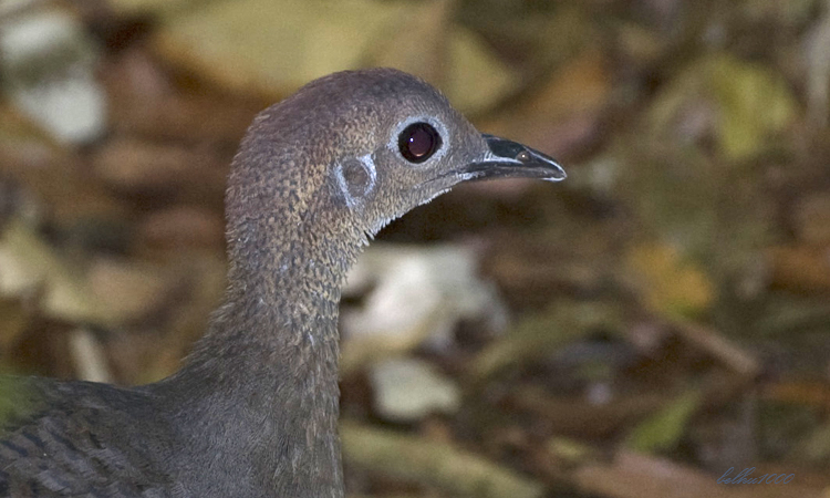 Photo (2): Great Tinamou