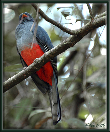 Photo (4): Slaty-tailed Trogon