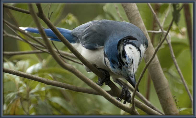 Photo (4): White-throated Magpie-Jay