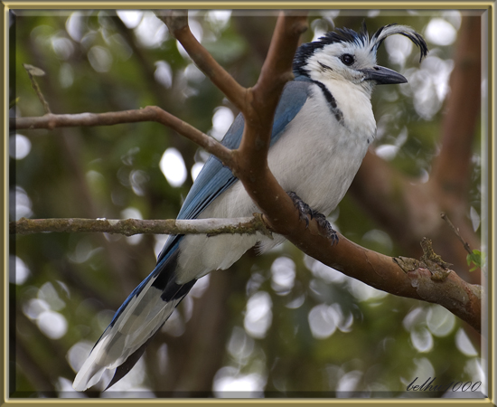 Photo (3): White-throated Magpie-Jay