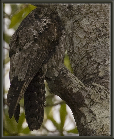 Photo (5): Common Potoo