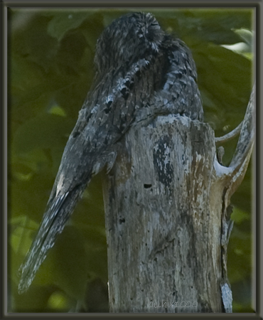 Photo (7): Common Potoo