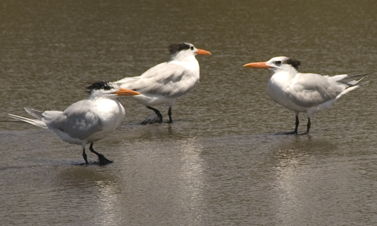 Photo (11): Royal Tern