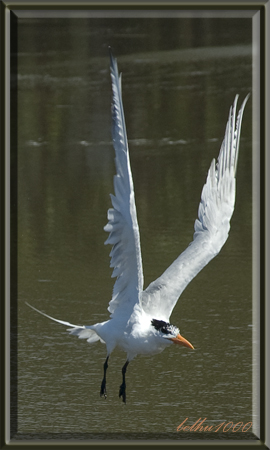Photo (16): Royal Tern