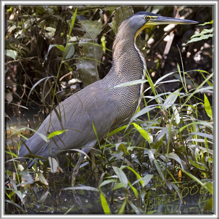 Photo (1): Bare-throated Tiger-Heron