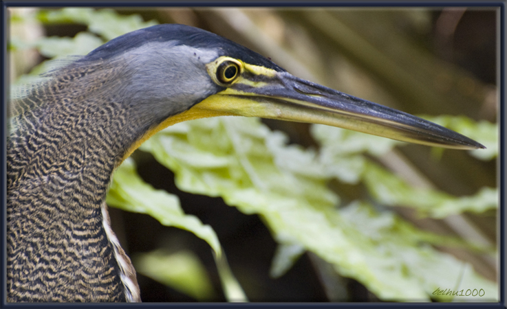 Photo (3): Bare-throated Tiger-Heron