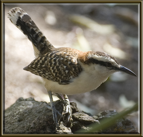 Photo (4): Rufous-naped Wren