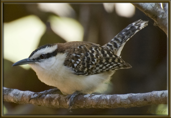 Photo (2): Rufous-naped Wren