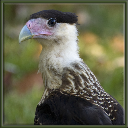 Photo (27): Crested Caracara