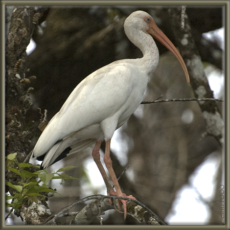 Photo (4): White Ibis