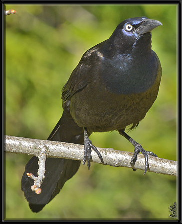 Photo (7): Common Grackle