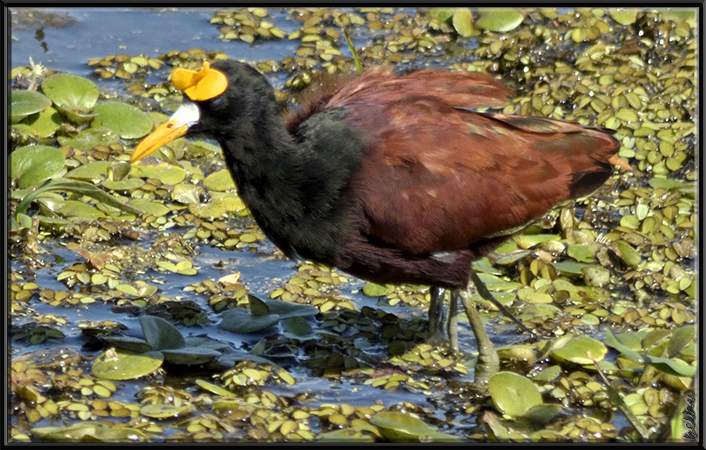 Photo (12): Northern Jacana
