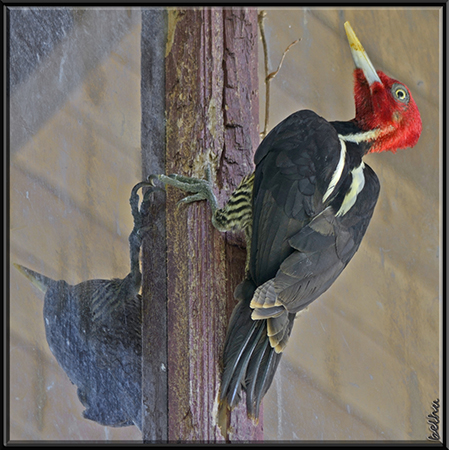 Photo (3): Pale-billed Woodpecker