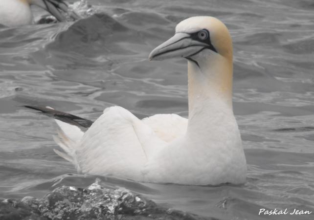 Photo (12): Northern Gannet