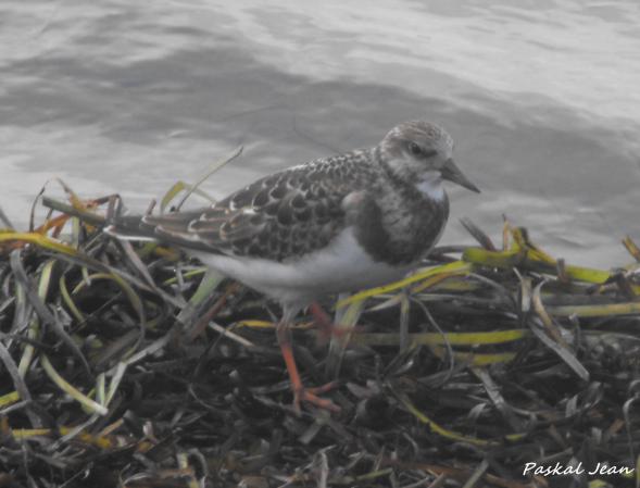 Photo (13): Ruddy Turnstone