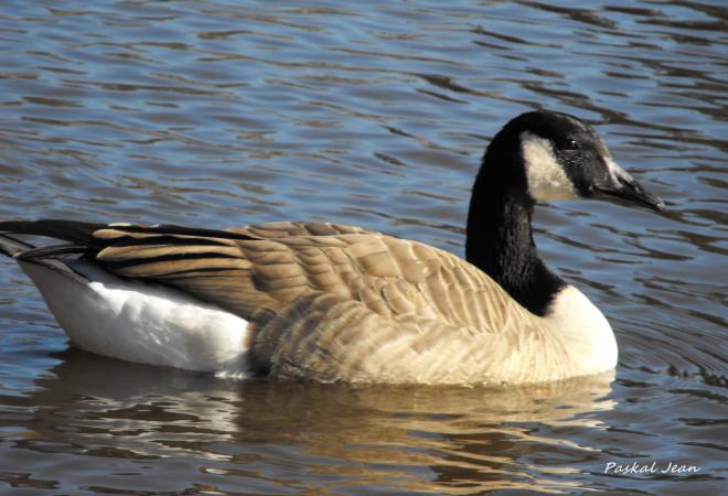 Photo (9): Canada Goose